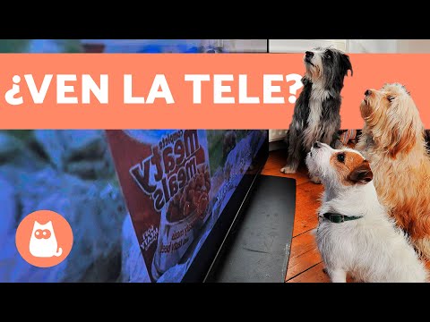 ¿Los perros ven la televisión? - ¡Sí!