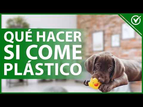 Mi perro se ha comido un plástico: causas y qué hacer