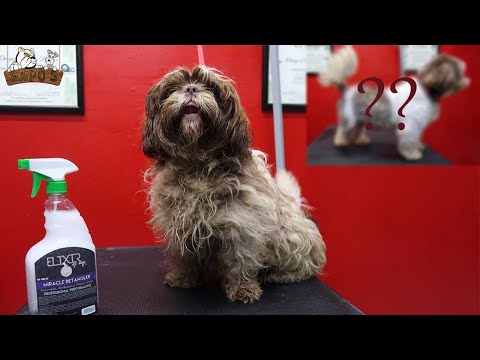 Cómo quitar resina del pelo de un perro - 4 Remedios efectivos