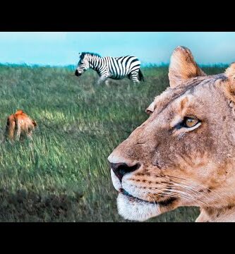 Depredadores del león - ¡Descubre por qué no tienen depredadores naturales!