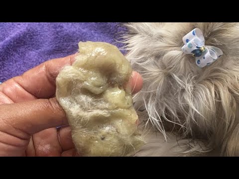 Cómo quitar un chicle a un perro - 4 Remedios efectivos